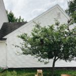 HOW TO PRUNE A FRUIT TREE